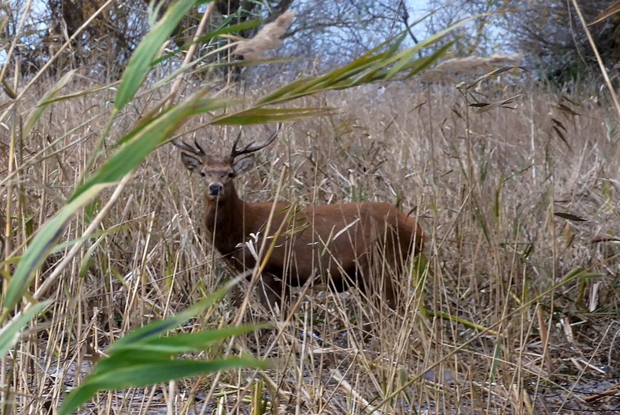 Здорові і вгодовані: екологи показали, як живуть олені на Одещині (фото) «фото»