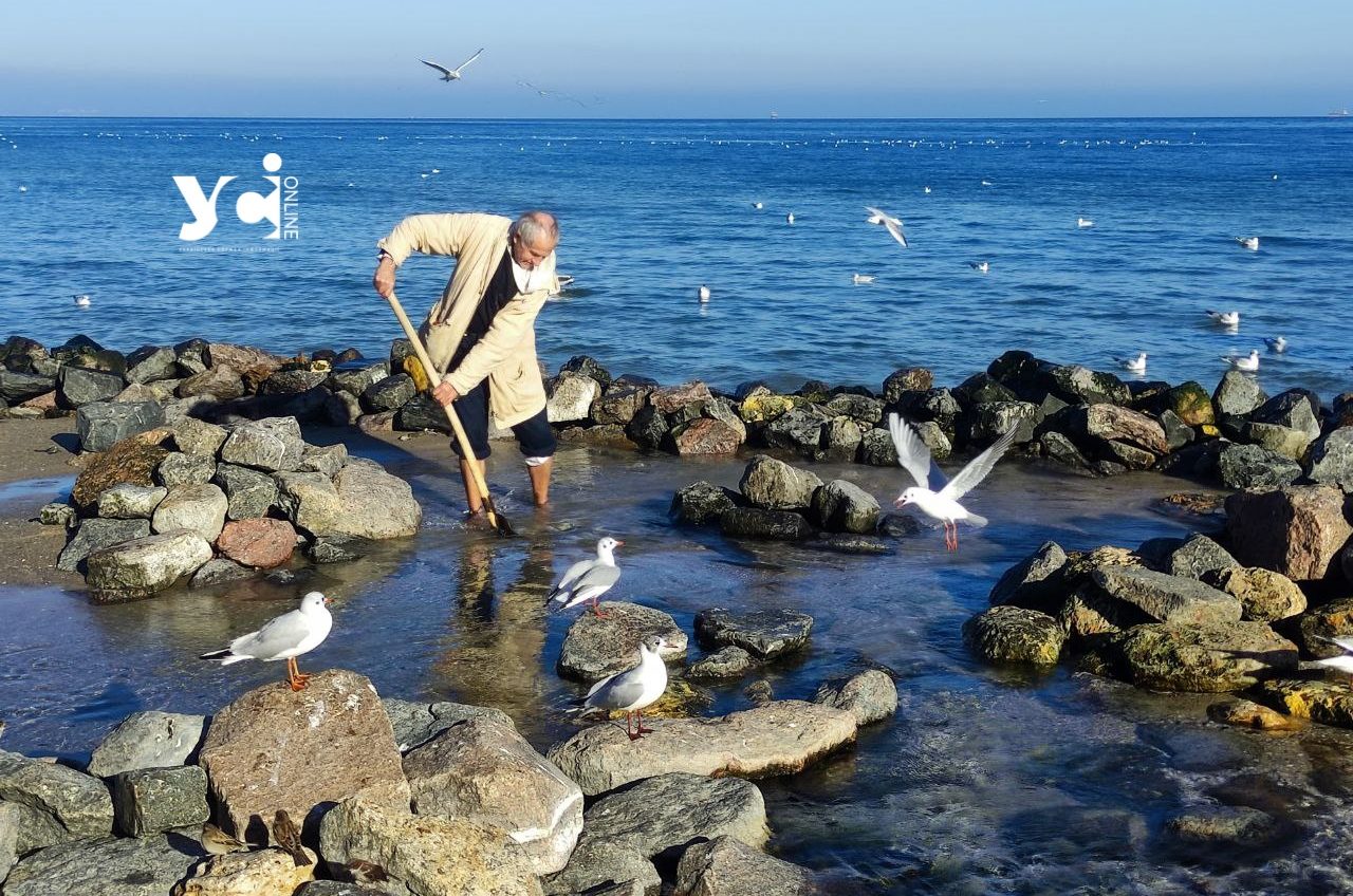 Острівці, годівниці та кам’яний сад: одеський пенсіонер продовжує будувати пляж для птахів (фото) «фото»