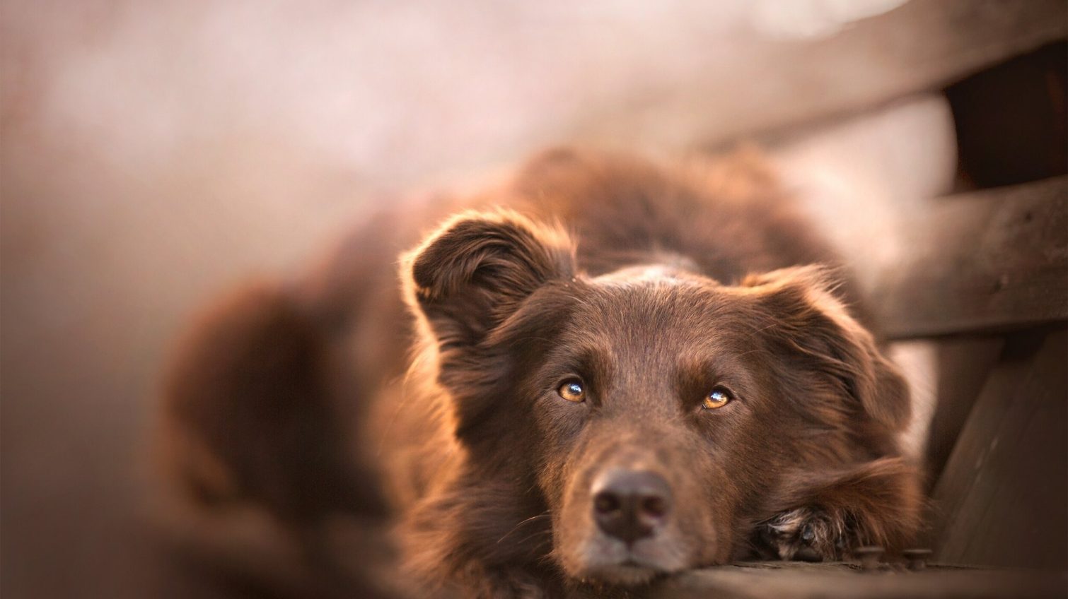 Малолітня мешканка Одещини жорстоко знущалася над собакою й викладала відео у мережу: її знайшли (ОНОВЛЕНО) «фото»
