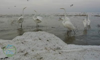 На Одещині оселилась зграя дивовижних білих птахів (фото) «фото»
