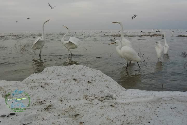 На Одещині оселилась зграя дивовижних білих птахів (фото) «фото»