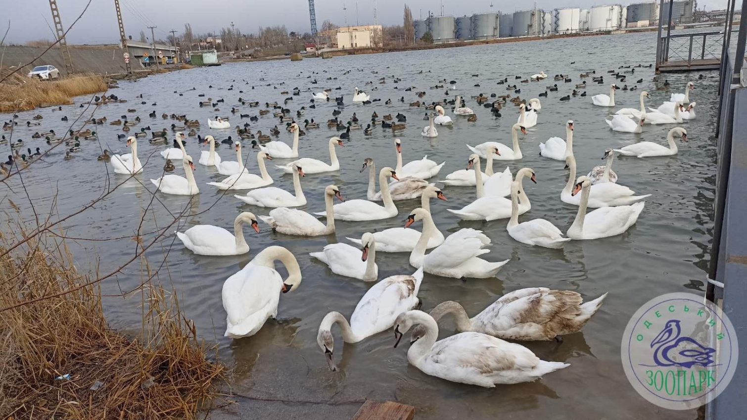 Врятованих Одеським зоопарком лебедів випустили на волю (фото) «фото»