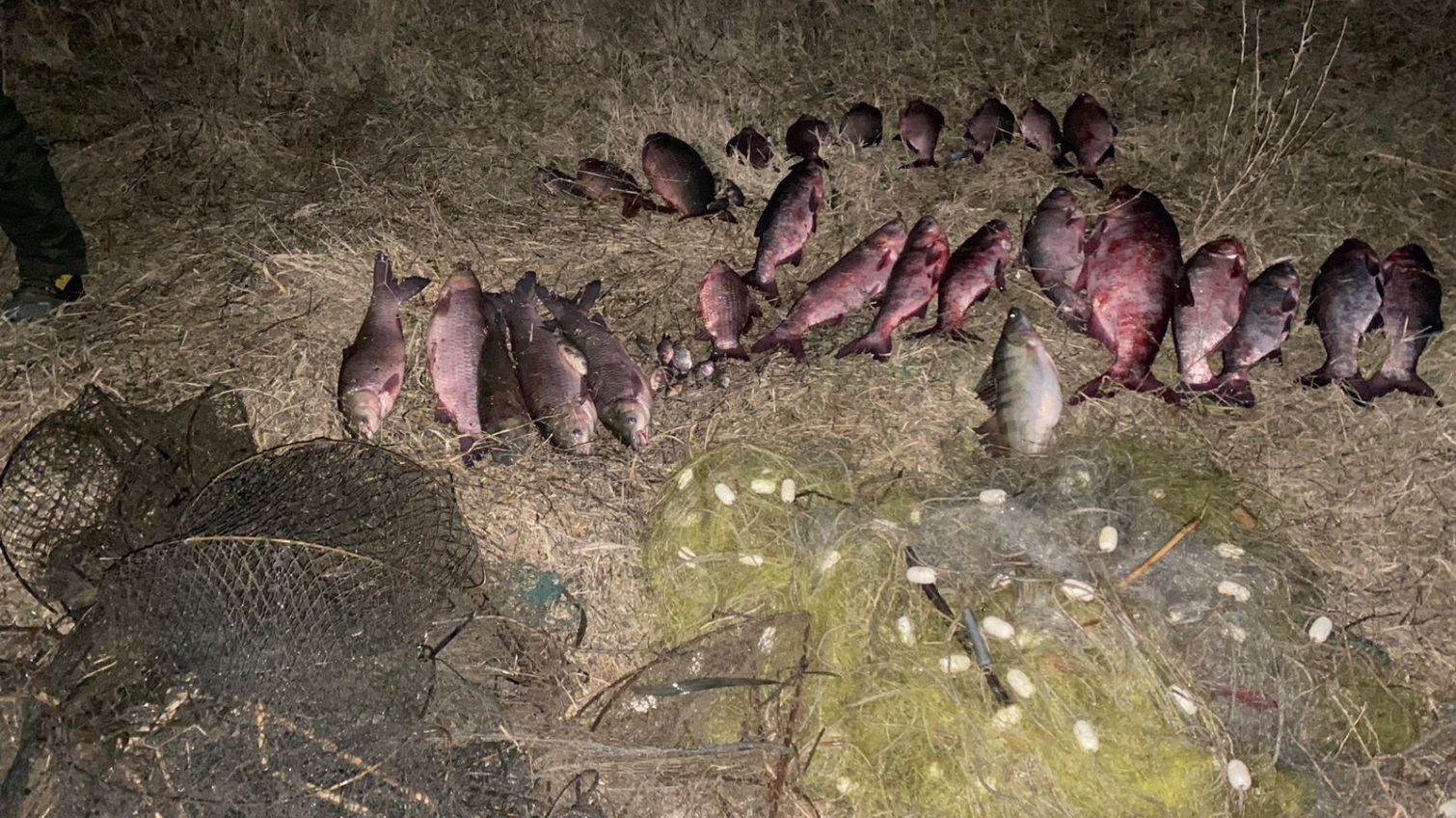 На Одещині браконьєр наловив риби на 120 тис. грн (фото) «фото»