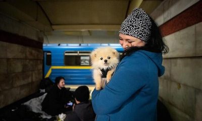 В Україні офіційно дозволили перебувати в укриттях з тваринами «фото»