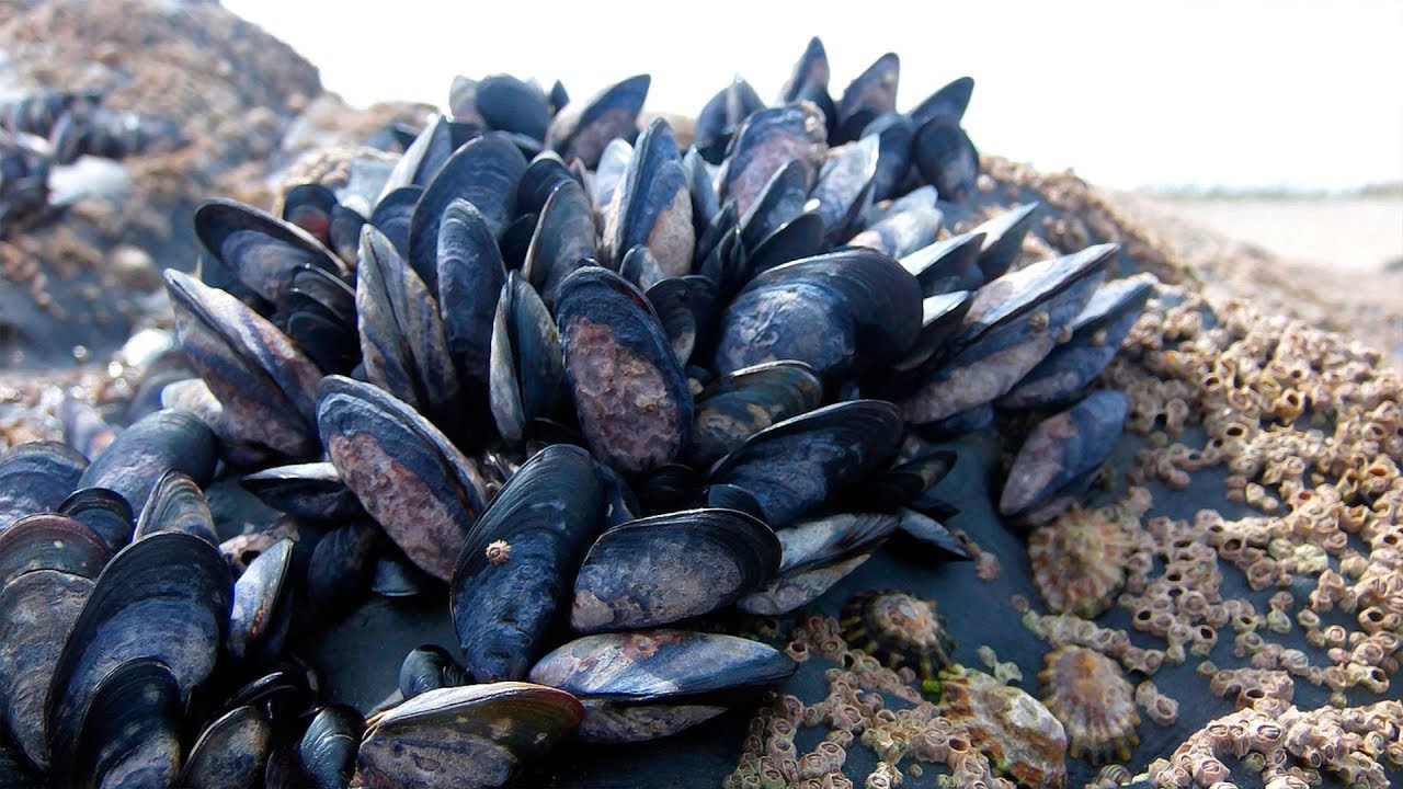 На Одещині будуть вирощувати молюсків і креветок «фото»