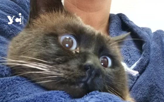 Одеситка врятували хворого кота, господарка якого втратила житло через обстріли (фото) «фото»