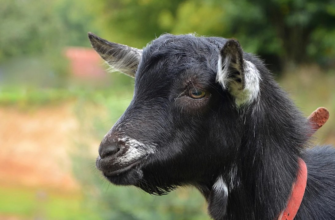 У Рені на Одещині врятували козу яка застрягла під бетонними шпалами (фото) «фото»