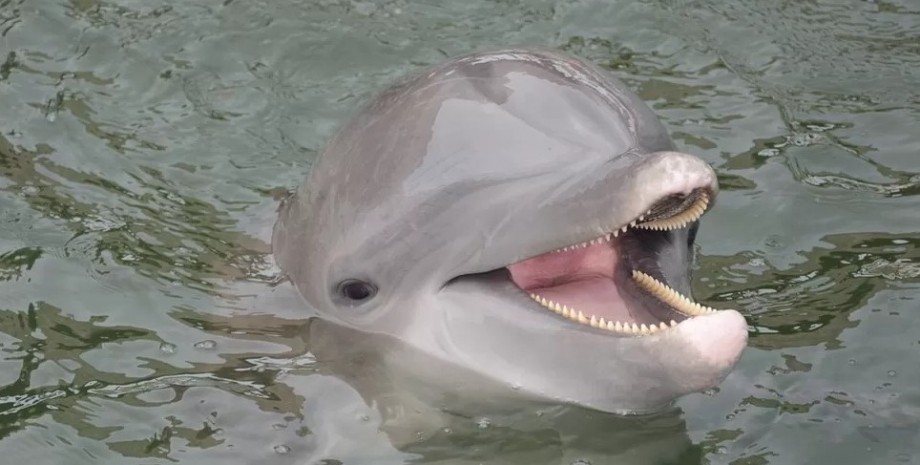 Врятувати дельфіна: 19 лютого відзначається Міжнародний день захисту морських ссавців «фото»
