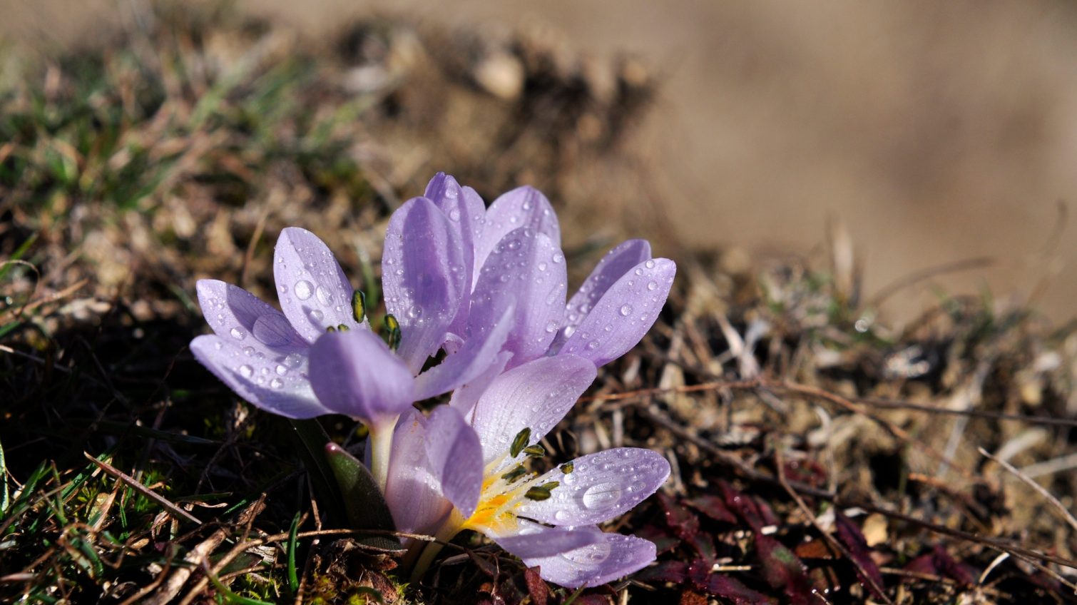Лютневе диво: посеред зими на Тилігулі розквітли чарівні квіти (фото) «фото»