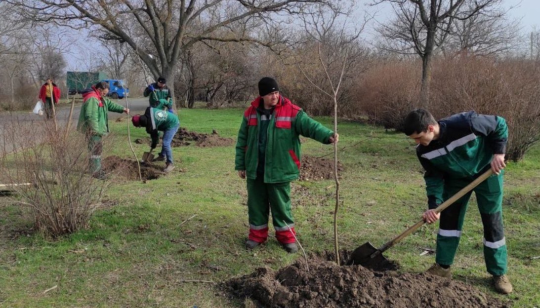 В Одесі розпочалася весняна висадка молодих дерев (фото) «фото»