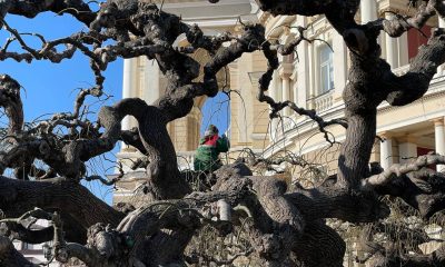 В Одесі фахівці підрізають знамениті софори біля Опери – дерева є ботанічною пам’яткою природи (фото) «фото»