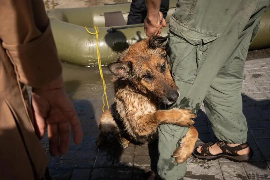 Собака Багира, яка пережила трагедію на Каховській ГЕС, знайшла нових власників  «фото»