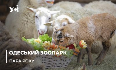 «Будь моїм бараном»: в Одеському зоопарку до Дня усіх закоханих обрали найромантичнішу пару (фото) «фото»