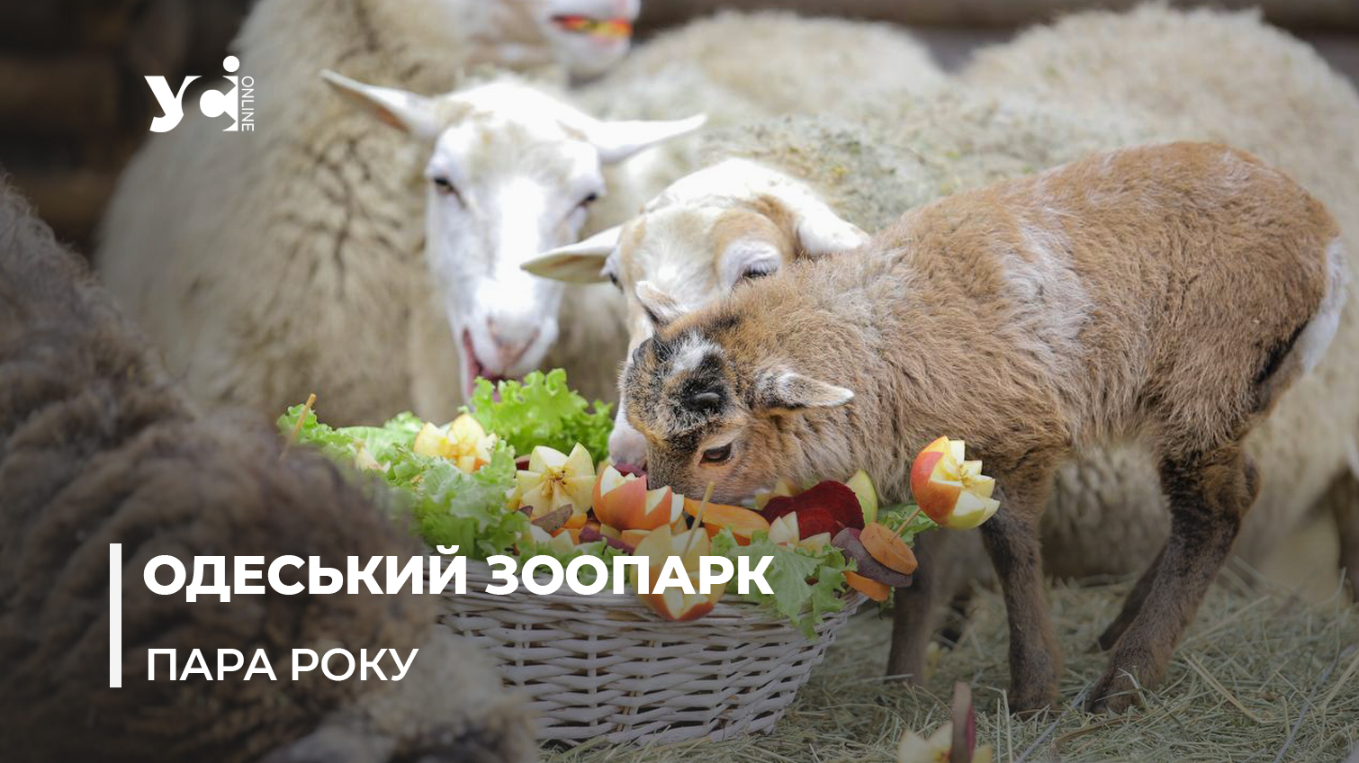 «Будь моїм бараном»: в Одеському зоопарку до Дня усіх закоханих обрали найромантичнішу пару (фото) «фото»