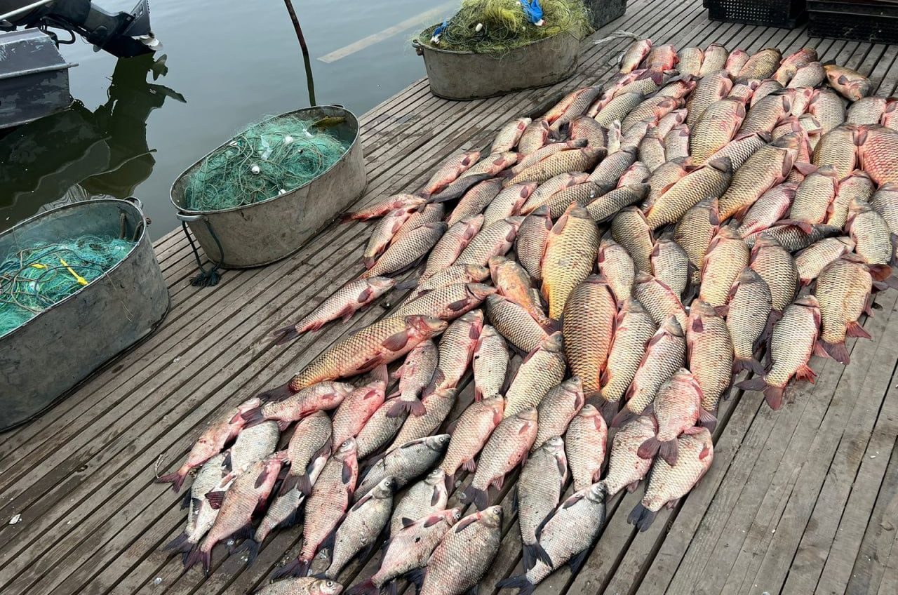 На Одещині браконьєри виловили понад 200 кг сазанів та амурів: сума збитків – майже 400 тис. гривень (фото) «фото»