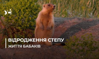 Відродження Тарутинського степу на Одещині: бабаки прижилися та стали частиною екосистеми (відео) «фото»