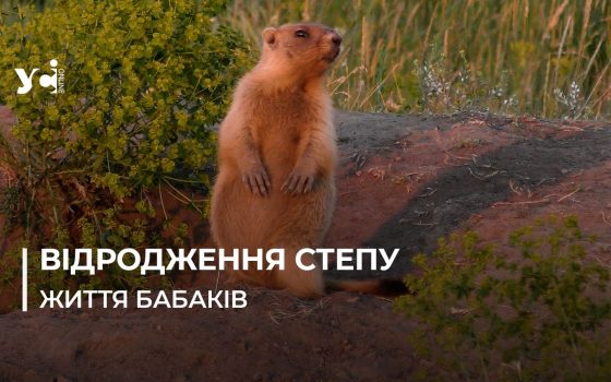 Відродження Тарутинського степу на Одещині: бабаки прижилися та стали частиною екосистеми (відео) «фото»