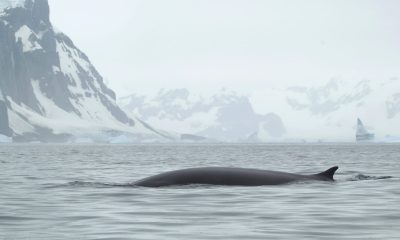 Українські полярники в Антарктиді зустріли величезну тварину: подробиці (фото) «фото»