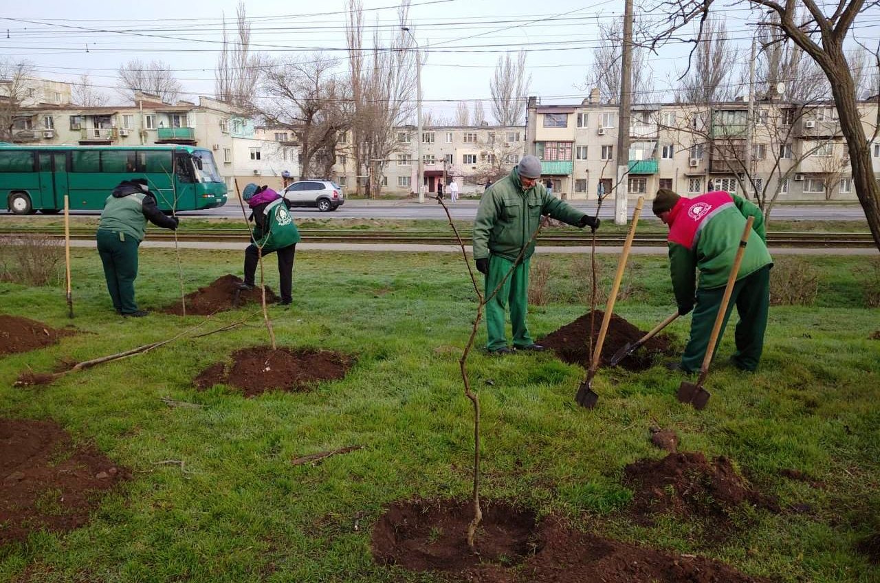 В Одесі продовжується весняна висадка молодих дерев «фото»