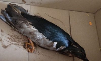 На Одещині небайдужі громадяни врятували незвичайного птаха (фото) «фото»