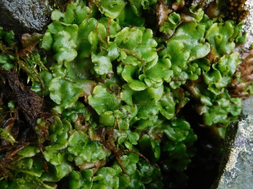 Полярники «Вернадського» виявили новий вид рослин: чому це важливо (фото) «фото»