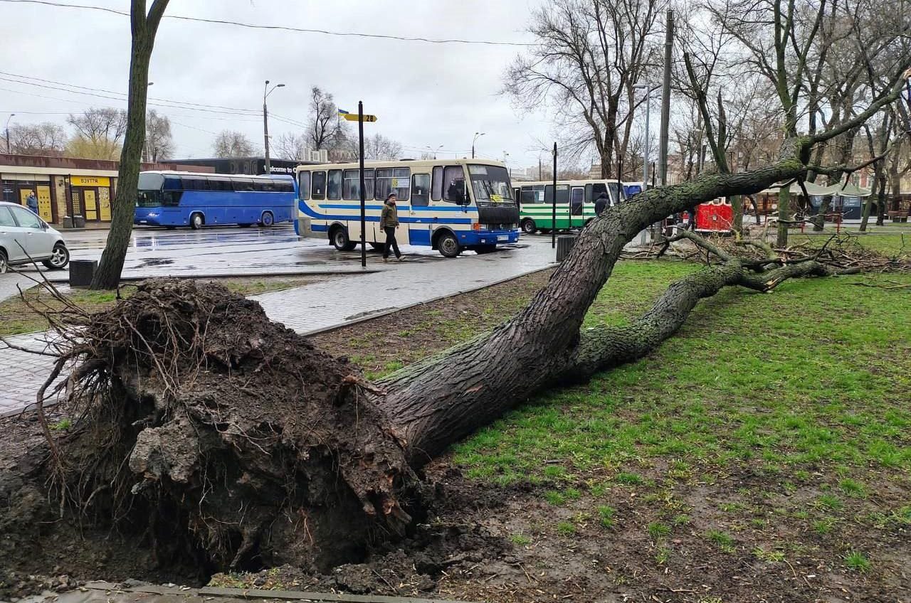 В Одесі комунальники ліквідують наслідки шторму: повалено щонайменше 14 дерев (фото) «фото»
