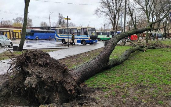В Одесі комунальники ліквідують наслідки шторму: повалено щонайменше 14 дерев (фото) «фото»