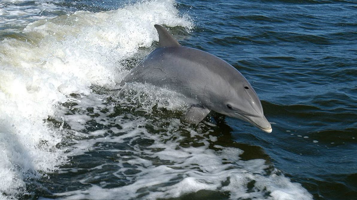 Еколог розповів, що зараз відбувається з дельфінами біля берегів Одещини «фото»