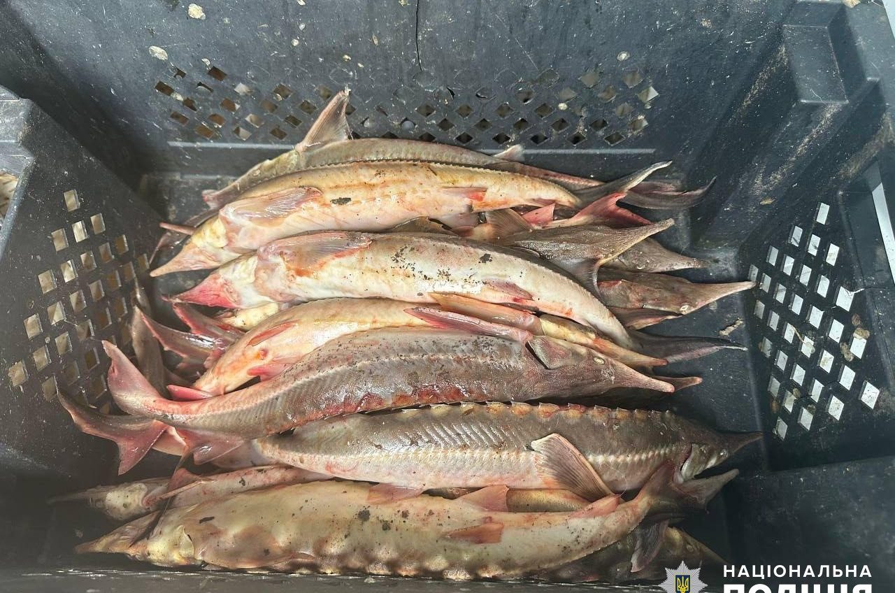 У Рені патрульні випадково знайшли в авто ящик з свіжою червонокнижною рибою (фото) «фото»