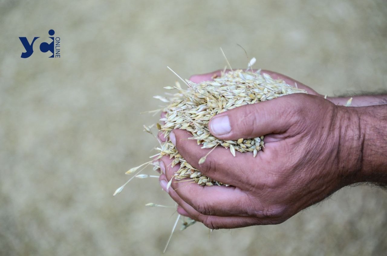 На Одещині держпідприємство продавало зерно приватній фірмі за заниженою ціною «фото»