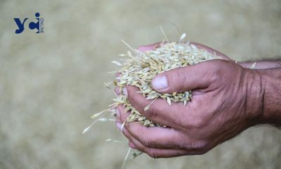 На Одещині держпідприємство продавало зерно приватній фірмі за заниженою ціною «фото»