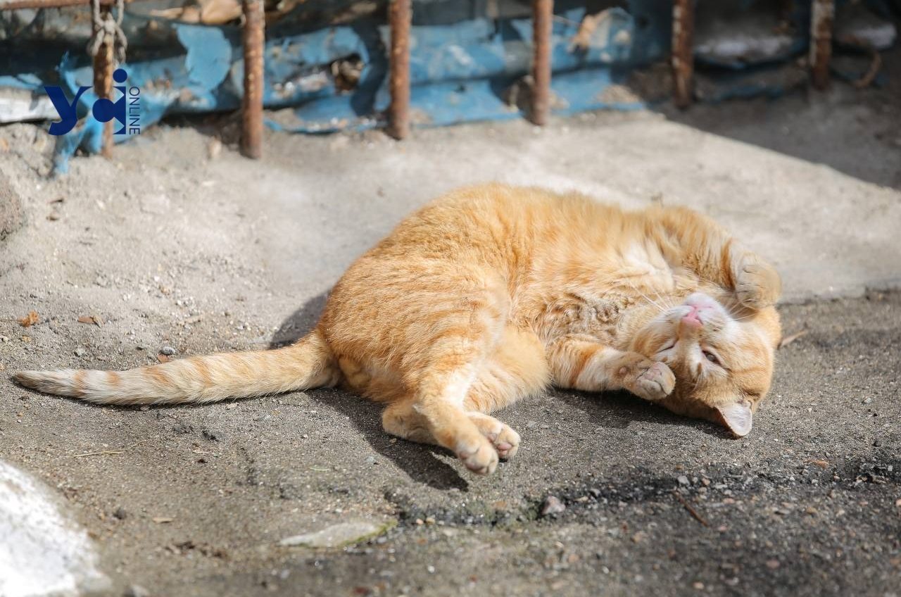 Одеські завсідники: в очікуванні весіннього тепла місцеві коти вже підбирають місця відпочинку (фото) «фото»