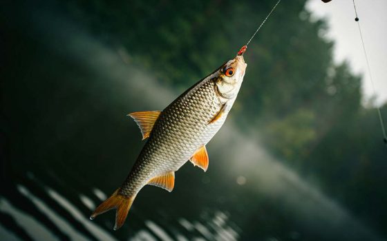До уваги рибалок: з 1 квітня на водоймах області почне діяти заборона на вилов риби «фото»