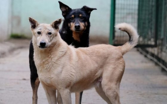 На Одещині невідомі труять бездомних собак: у мера просять розібратися «фото»