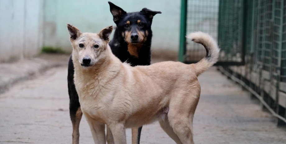 На Одещині невідомі труять бездомних собак: у мера просять розібратися «фото»