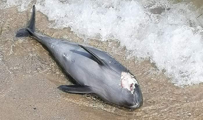У березні вчені фіксували масову загибель дельфінів Чорному морі: останні дані «фото»