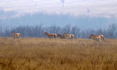 Краса дикого степу: як живуть великі травоїдні на Одещині (фото) «фото»