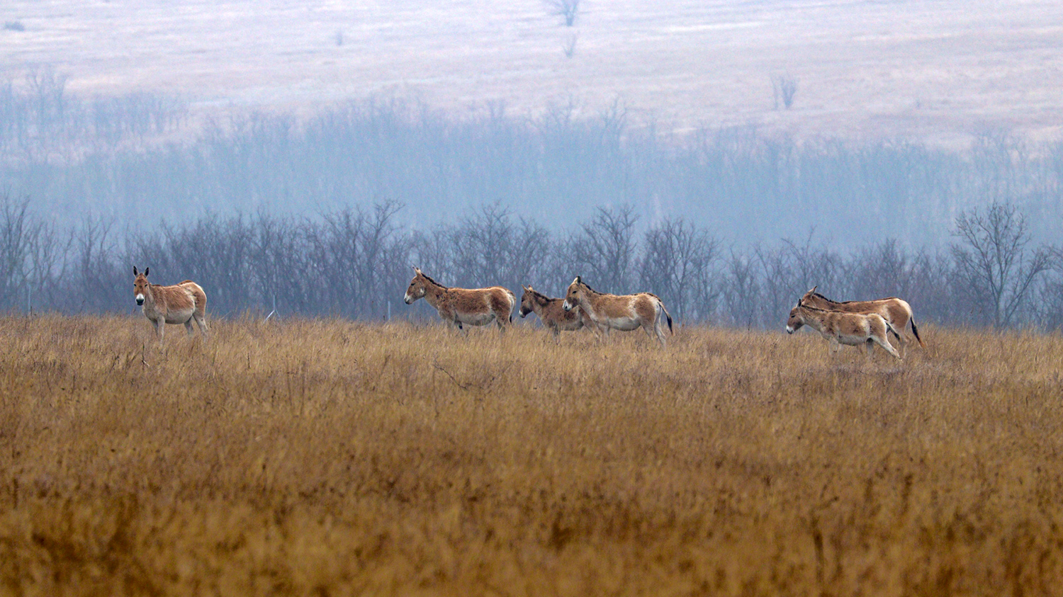 Краса дикого степу: як живуть великі травоїдні на Одещині (фото) «фото»