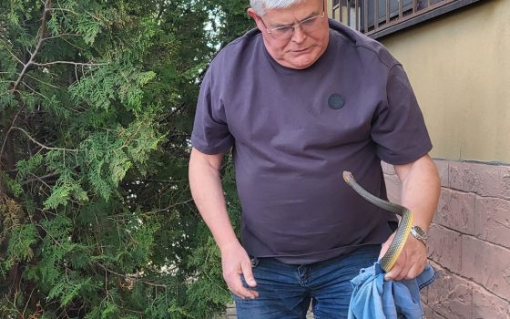 Під житловим будинком люди знайшли змію – вона покусала директора Одеського зоопарку, який приїхав на допомогу (фото) «фото»
