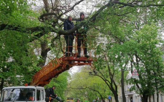 Через негоду на вихідних в Одесі повалено майже 30 дерев: комунальники ліквідують наслідки (фото) «фото»