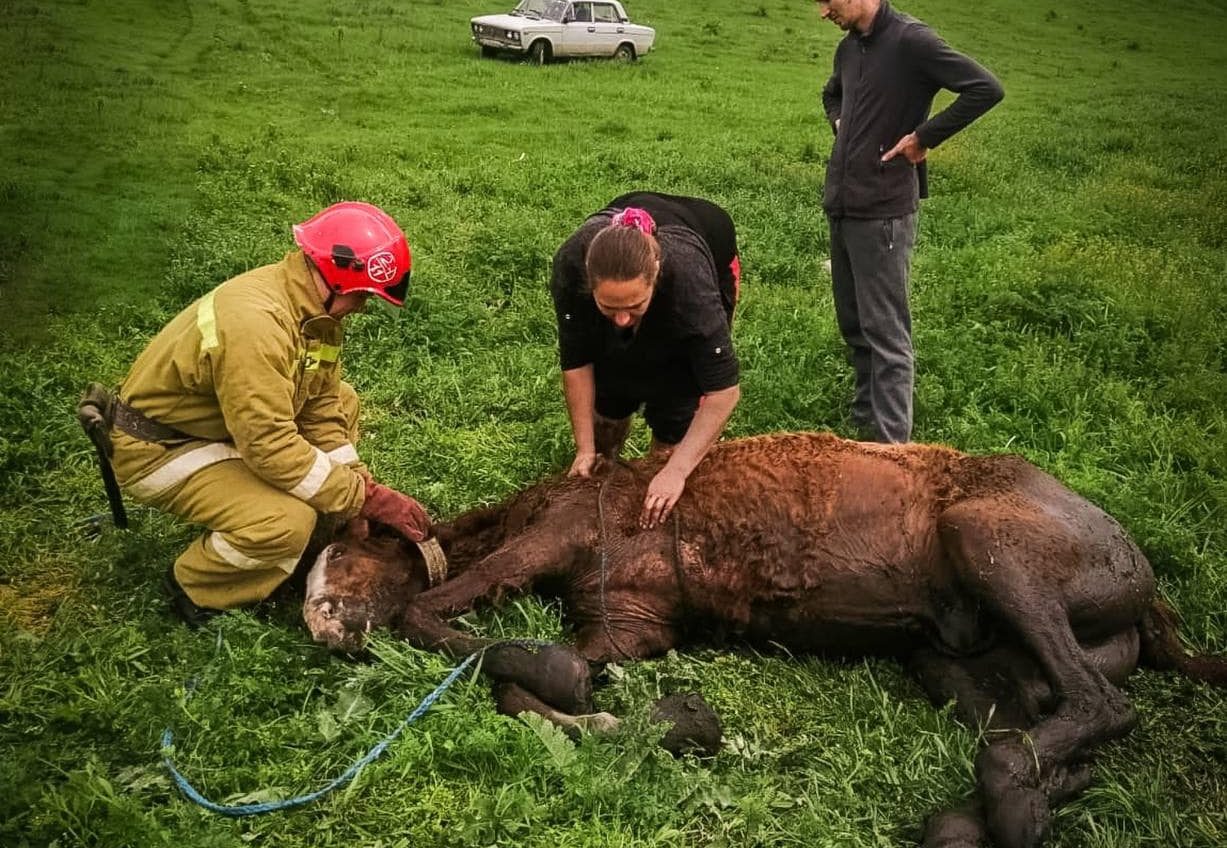 На Одещині врятували коня, який застряг у болоті (фото) «фото»