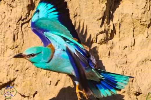До нацпарку на Одещині прилетіли неймовірні тропічні птахи «фото»