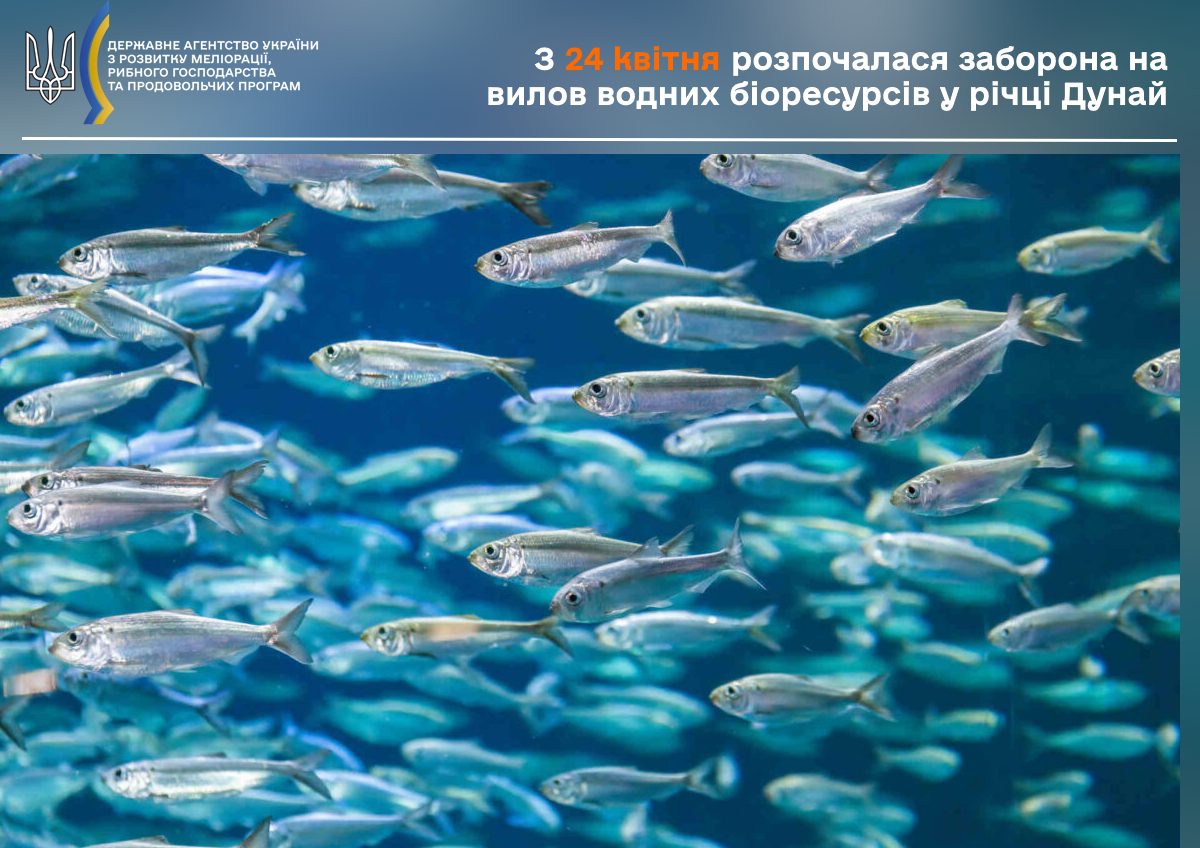 На Дунаї заборонили вилов риби на час нересту: скільки діятимуть обмеження «фото»