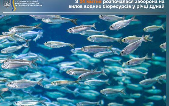 На Дунаї заборонили вилов риби на час нересту: скільки діятимуть обмеження «фото»