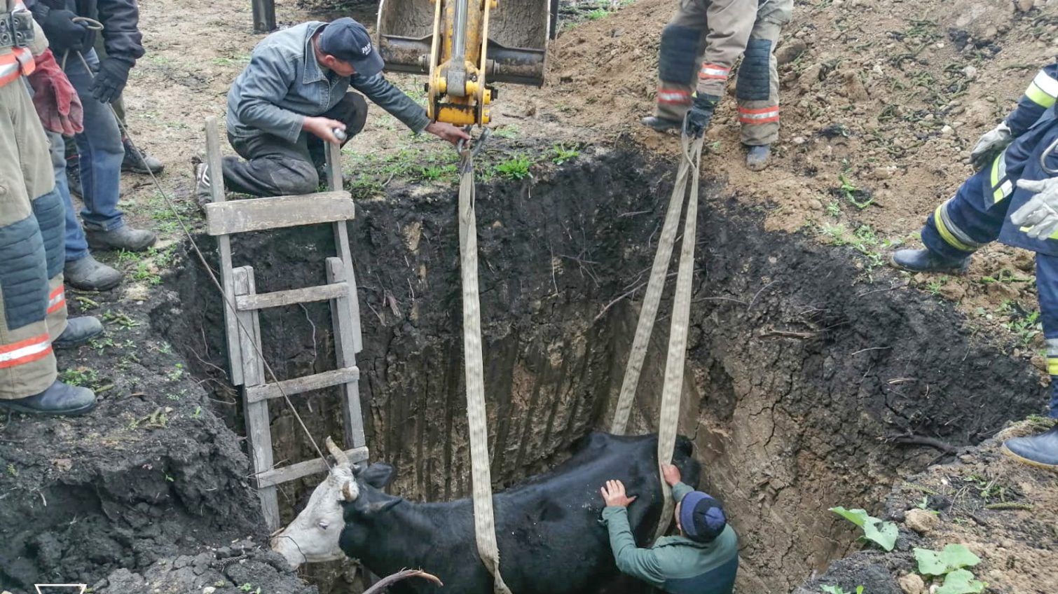 На Одещині врятували корову (фото) «фото»