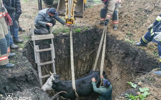 На Одещині врятували корову (фото) «фото»