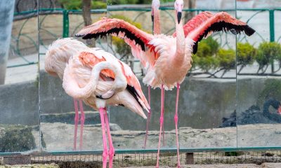 У Міжнародний день фламінго Одеський зоопарк показав своїх рожевих птахів (фото) «фото»