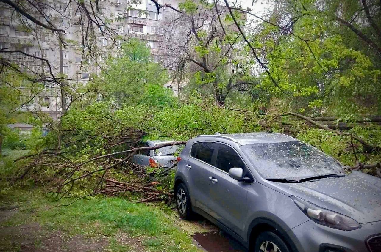 В Одесі через негоду повалено щонайменше 15 дерев (фото) «фото»