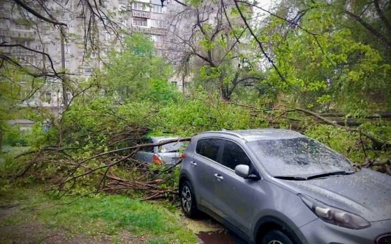 В Одесі через негоду повалено щонайменше 15 дерев (фото) «фото»