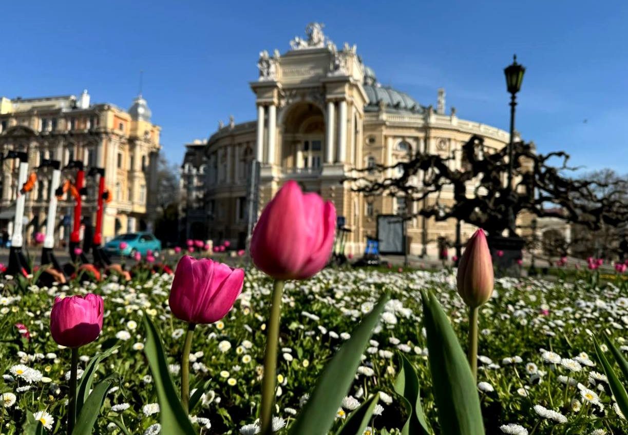 В Одесі розцвіли десятки тисяч тюльпанів  (фото) «фото»